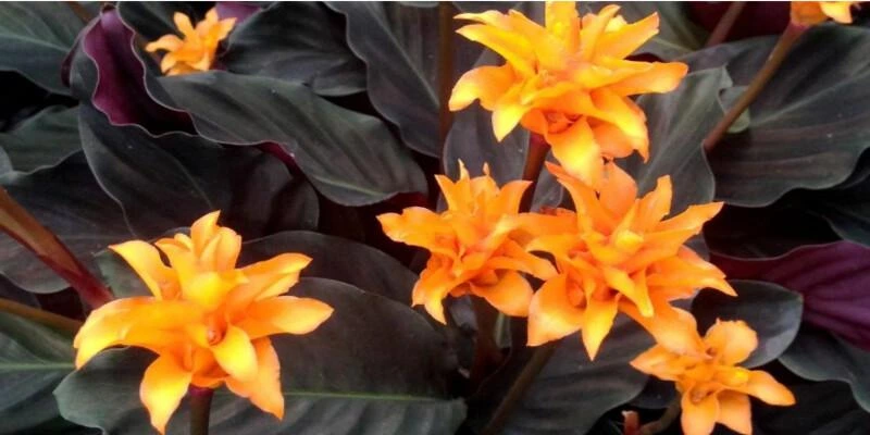  Calathea Crocata (Eternal Flame Plant)