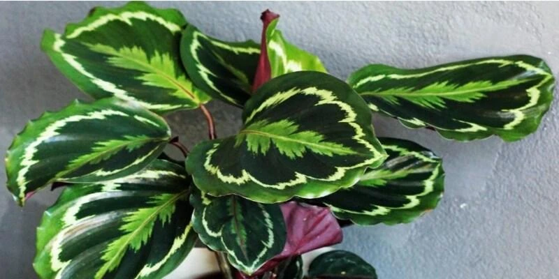 Calathea Veitchiana (Calathea Medallion)