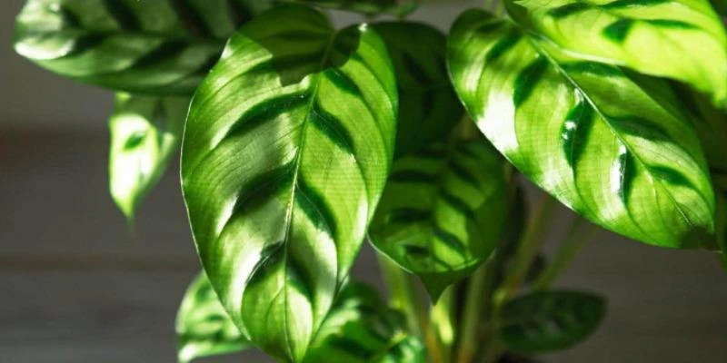 Calathea Leopardina (Freddie)