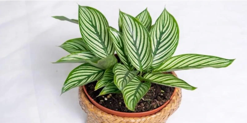 Calathea Vittata (Elliptica)
