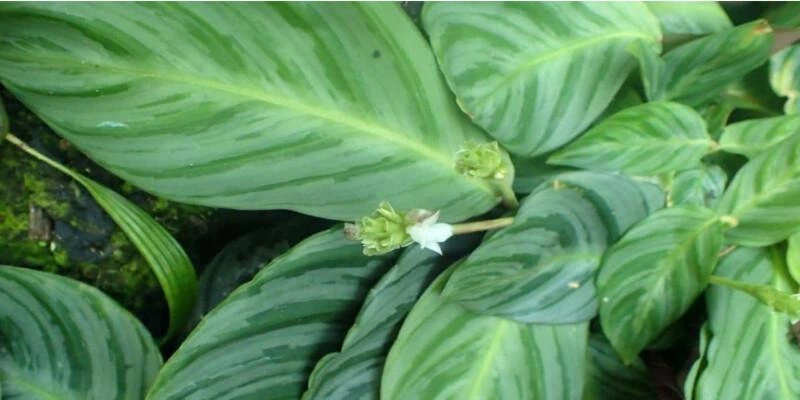 Calathea Fucata