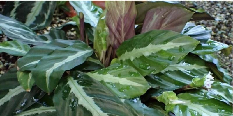  Calathea Undulata