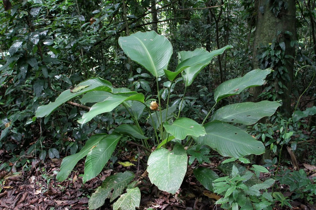 Calathea gymnocarpa or Goeppertia gymnocarpa