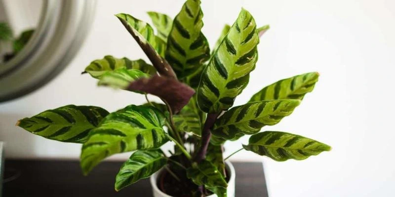 Calathea Albertii