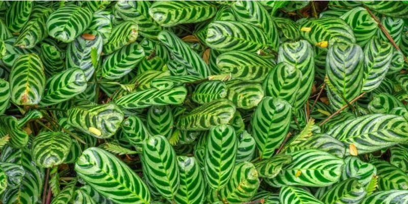 Calathea Stromanthifolia