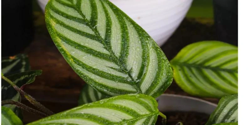  Calathea Anulque