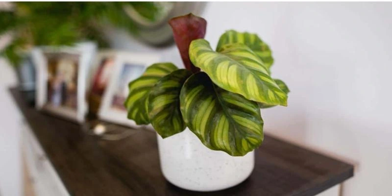 Calathea Fasciata