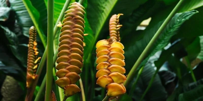 Types of calathea