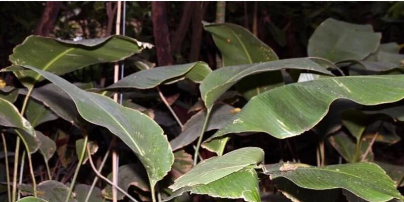 Calathea Gymnocarpa