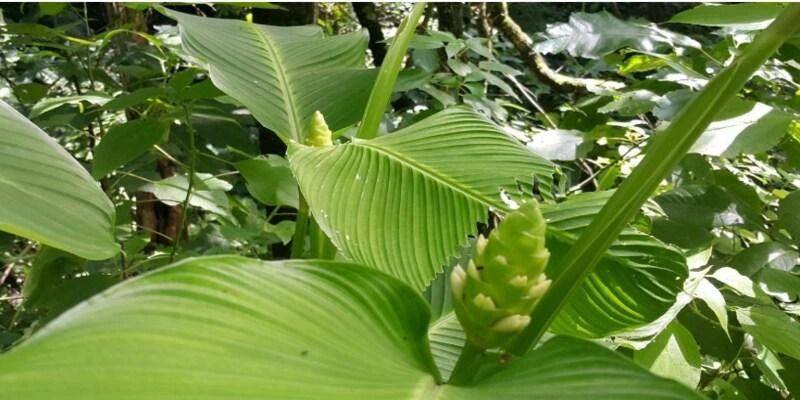 Calathea Macrosepala