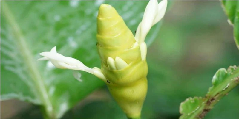 Calathea Marantifolia