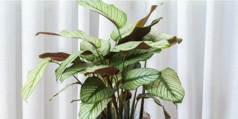 Calathea Majestica (White Star Calathea)