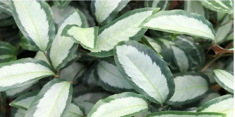 Calathea Picturata (Argentea)