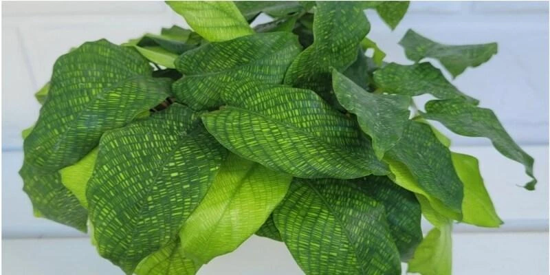 Calathea Musacia (Network Plant)