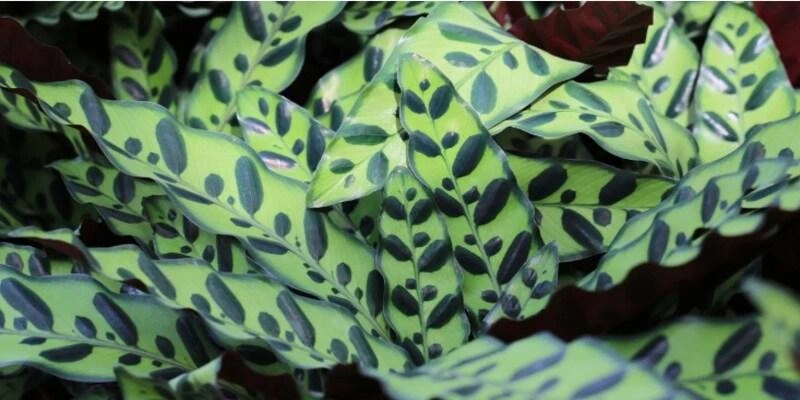 Types of calathea