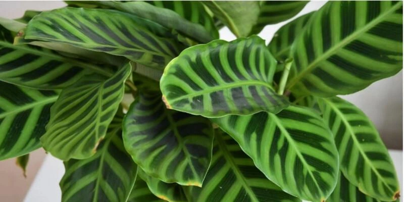 Calathea Zebrina (Zebra Plant)