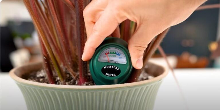 Tips to grow Calathea Big