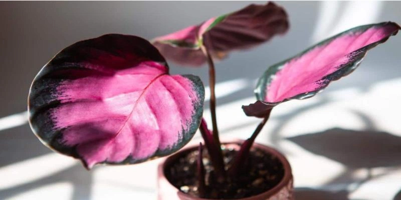 Calathea Roseoptica (Calathea Rosy, Dottie, or Corona)