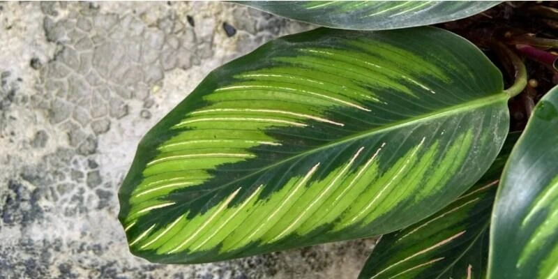 Calathea Ornata (Beauty Star Calathea or Pinstripe Plant)