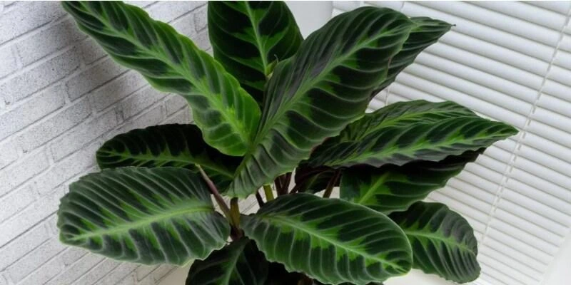 Calathea Warscewiczii (Calathea Jungle Velvet, Prayer Plant)