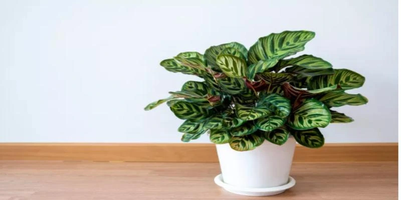Calathea Makoyana (Peacock Plant)
