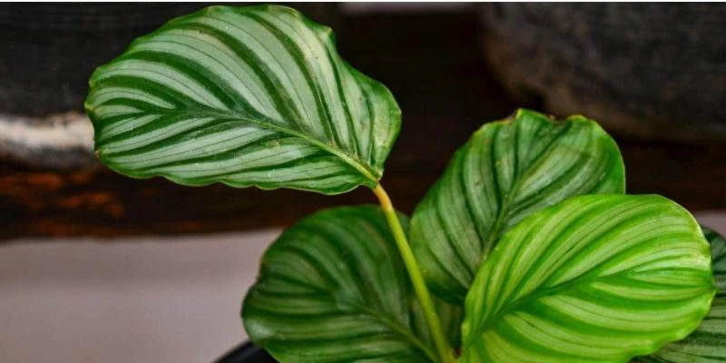  Calathea Orbifolia (Round Leaf Plant)
