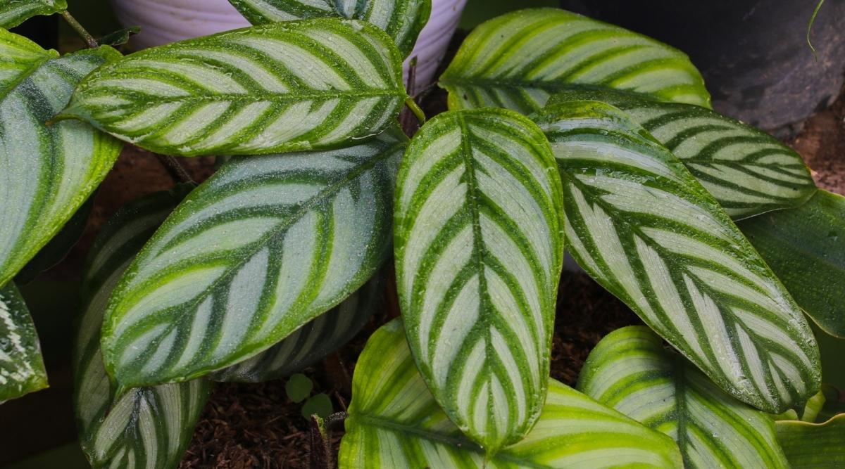 Calathea Anulque