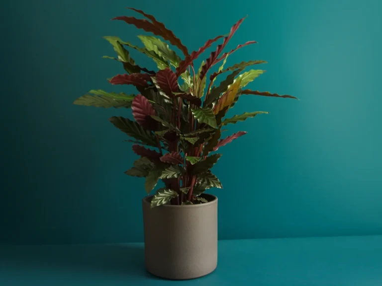 Calathea