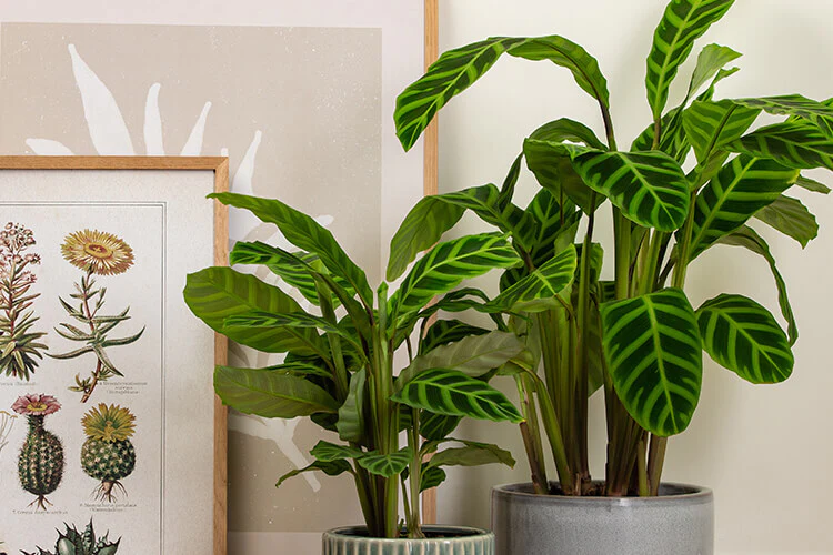 Calathea Leopardina (Freddie)