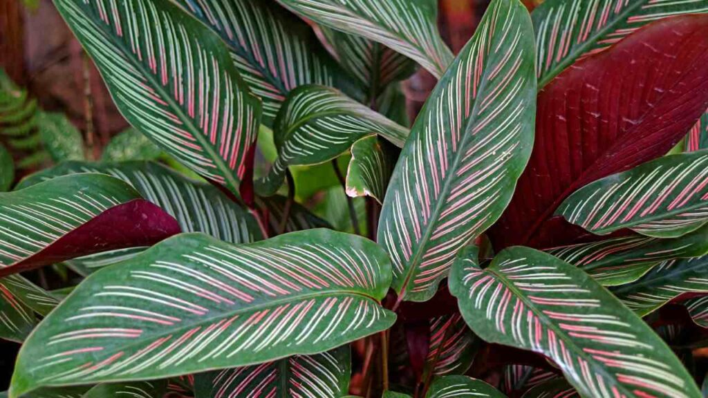 Calathea Ornata (Beauty Star Calathea or Pinstripe Plant)