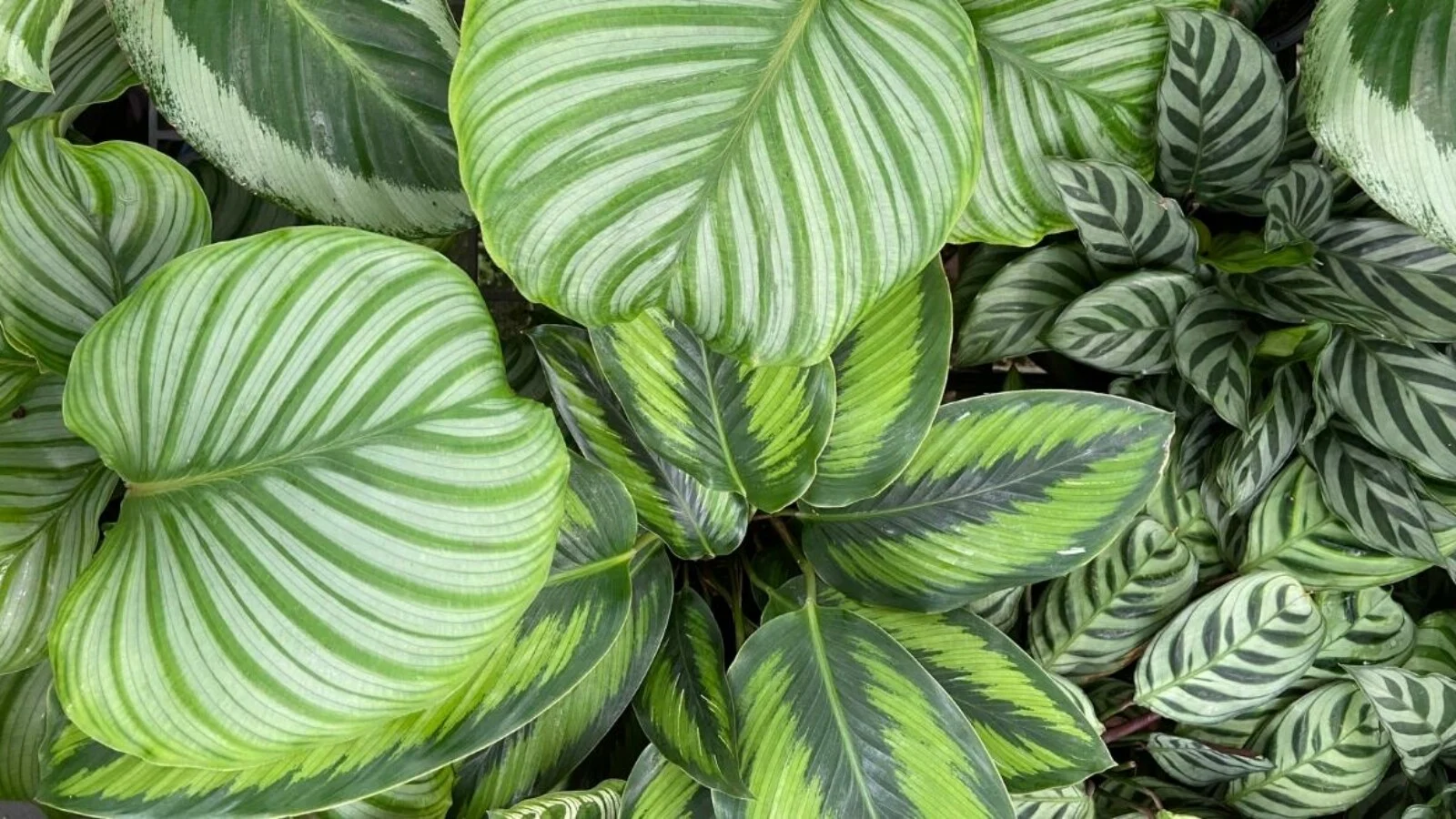 Calathea Varieties 1600x900 1