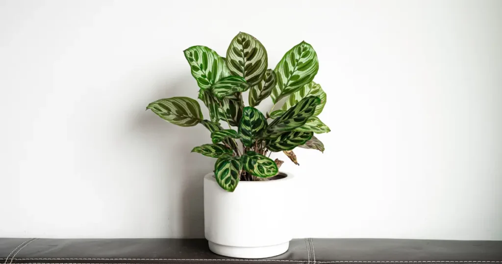 Calathea Light Requirements - How Much Light Does it needs? 1 Calathea Light Requirements
