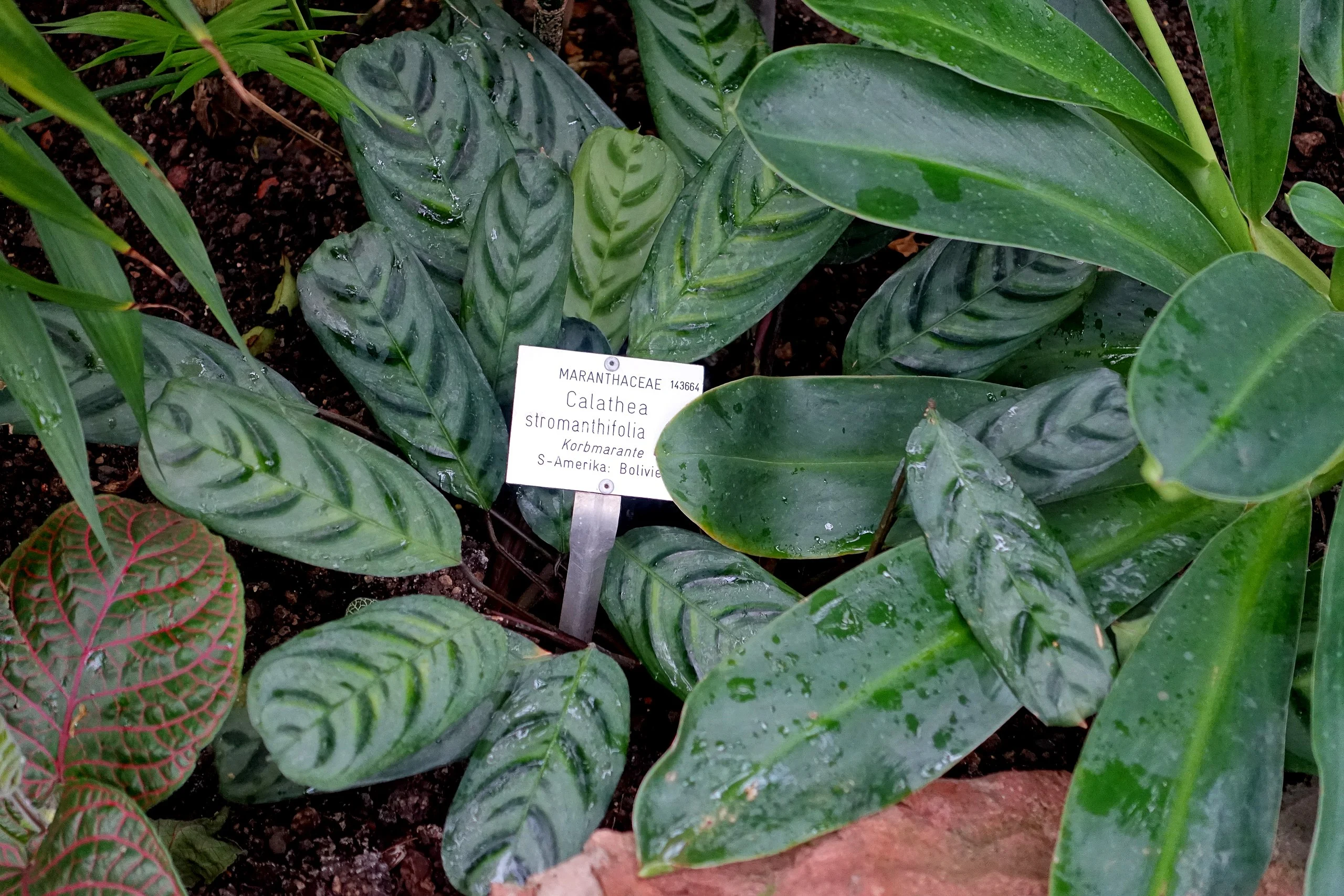 Calathea stromanthifolia Botanischer Garten Heidelberg Germany DSC01032