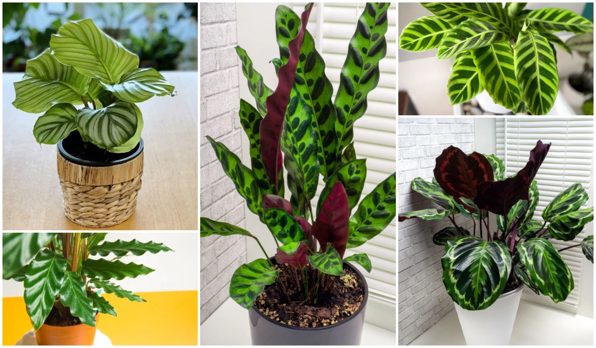 How to Care for a Calathea Plant? Calatheas Care Guide 2 How to Care for a Calathea Plant