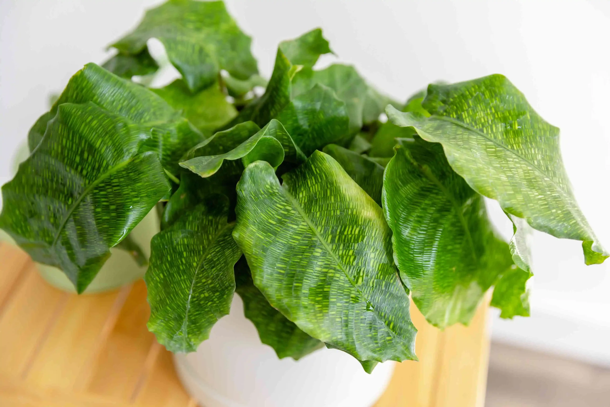 Calathea Musacia (Network Plant)