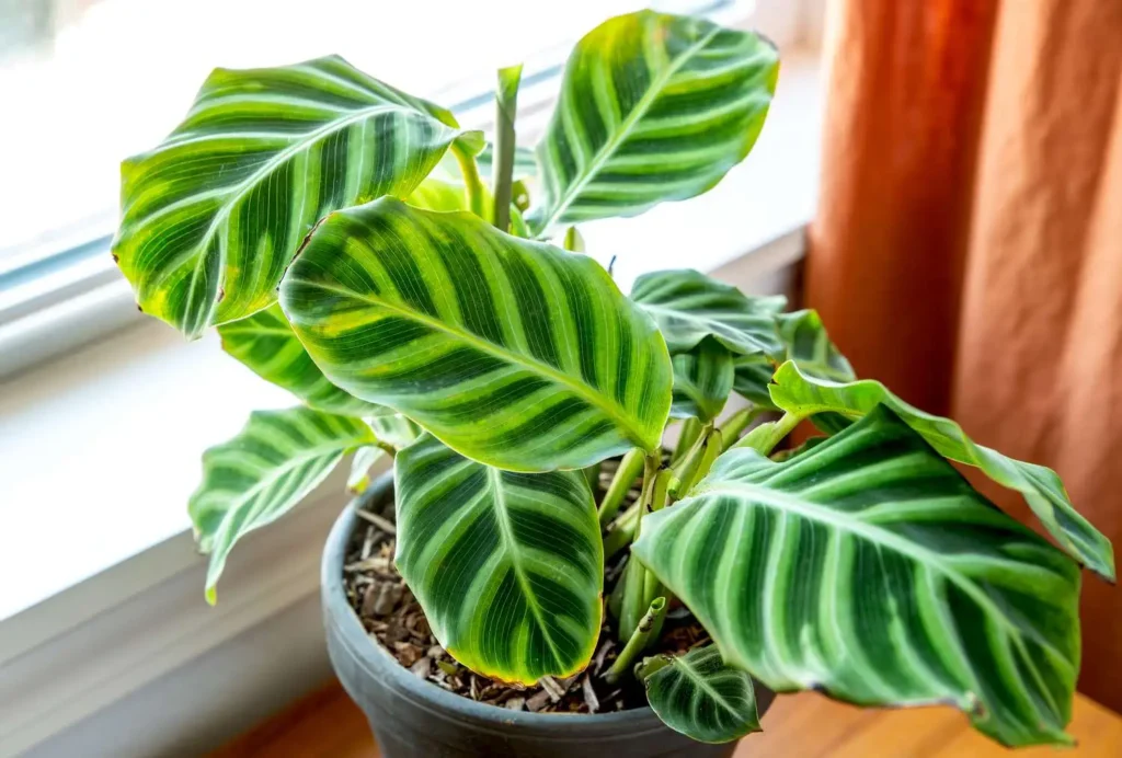 Calathea Light Requirements - How Much Light Does it needs? 2 Calathea Light Requirements