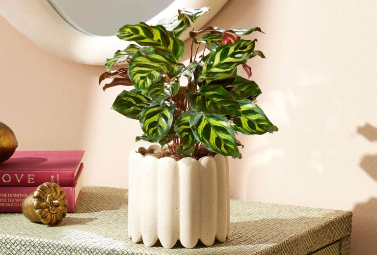 How to care for a calathea plant