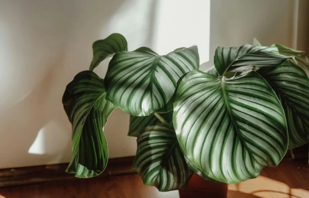 Calathea Types