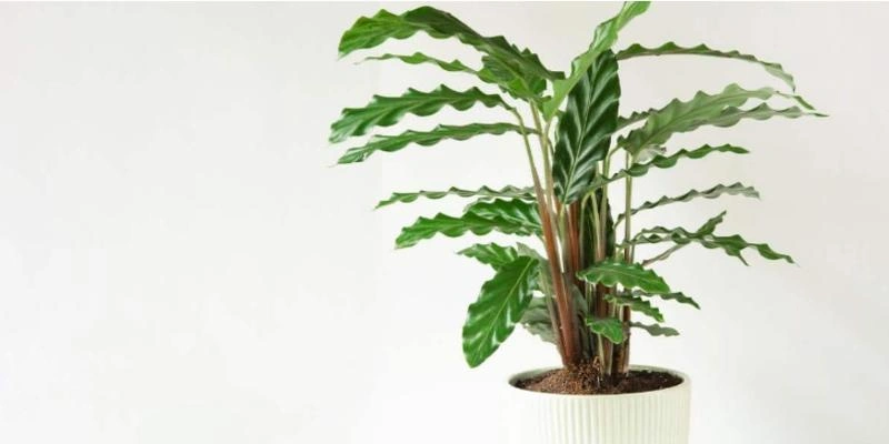 types of Calathea