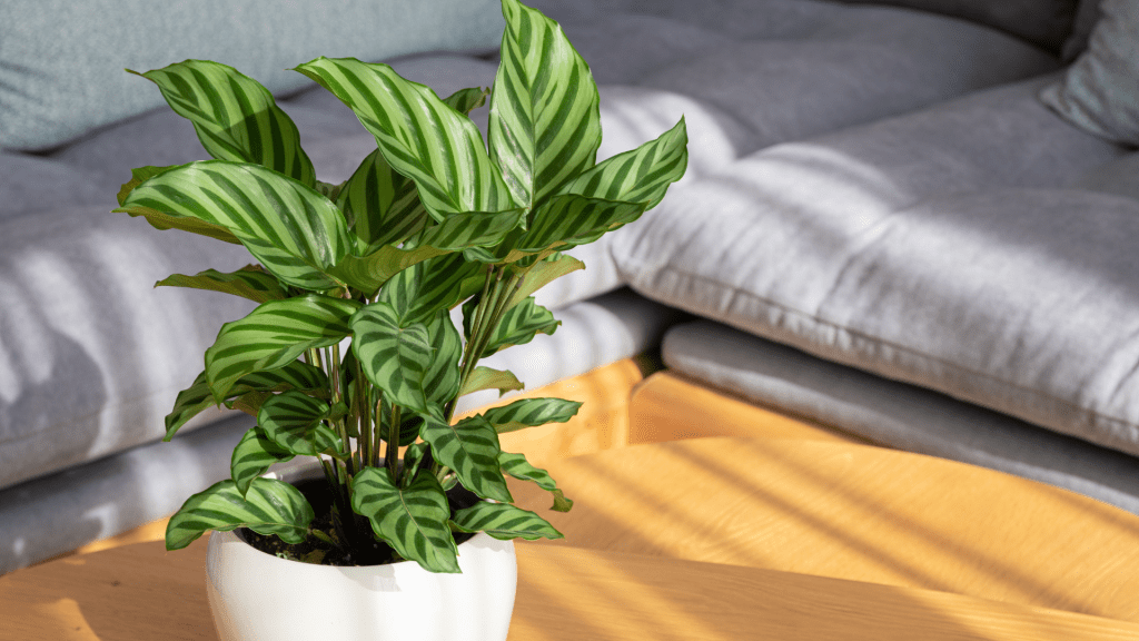 Calathea Light Requirements - How Much Light Does it needs? 3 Calathea Light Requirements