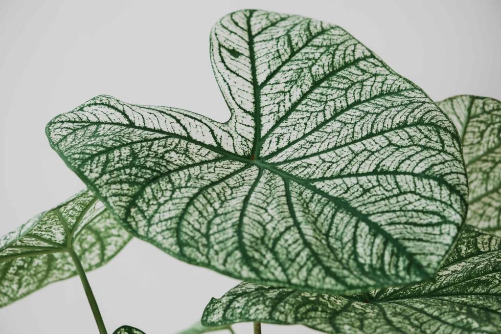 HOME 6 alocassia polly plant light gray background 1 1 1024x683 1