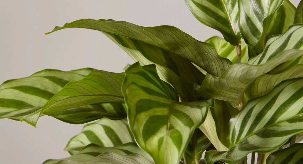 How to Care for a Calathea Plant? Calatheas Care Guide 4 How to Care for a Calathea Plant
