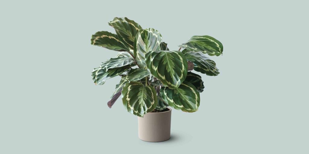 Calathea Veitchiana (Calathea Medallion)
