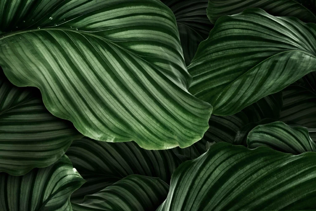 HOME 8 calathea orbifolia green natural leaves 1 1 1024x683 1