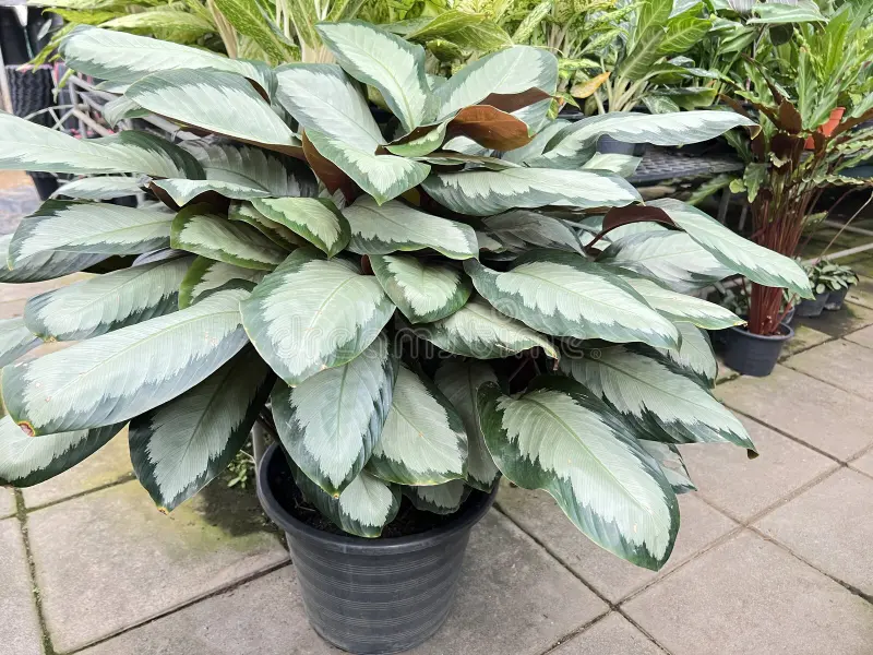 calathea picturata cv argentea growing pot garden plant 287656196