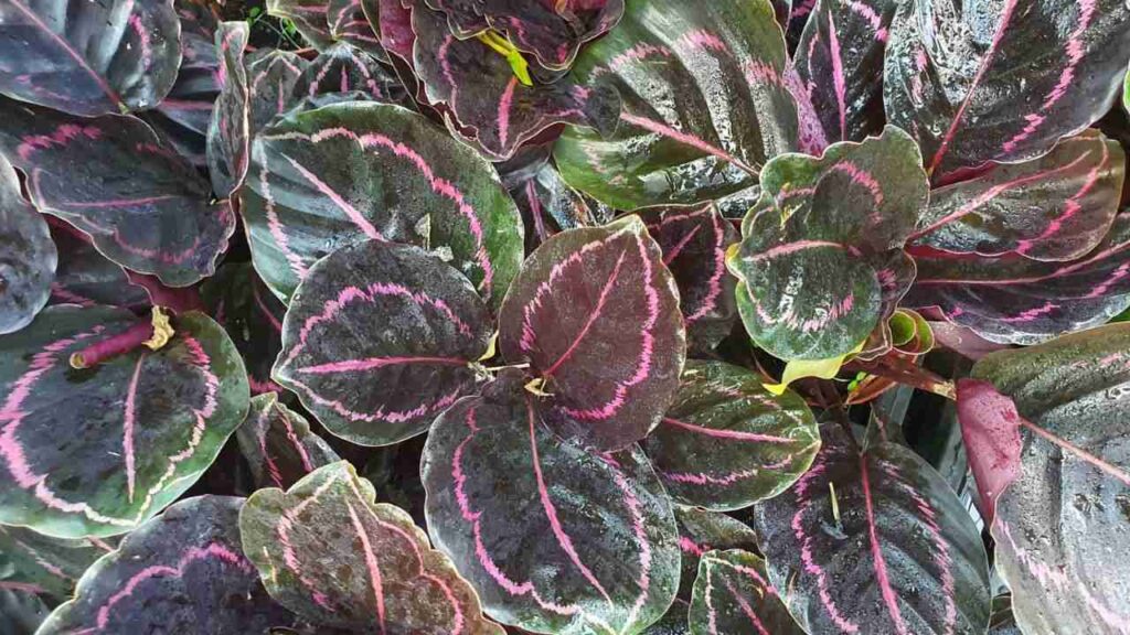 Calathea Roseoptica (Calathea Rosy, Dottie, or Corona)