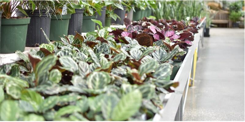 How to Care for a Calathea Plant? Calatheas Care Guide 5 How to Care for a Calathea Plant