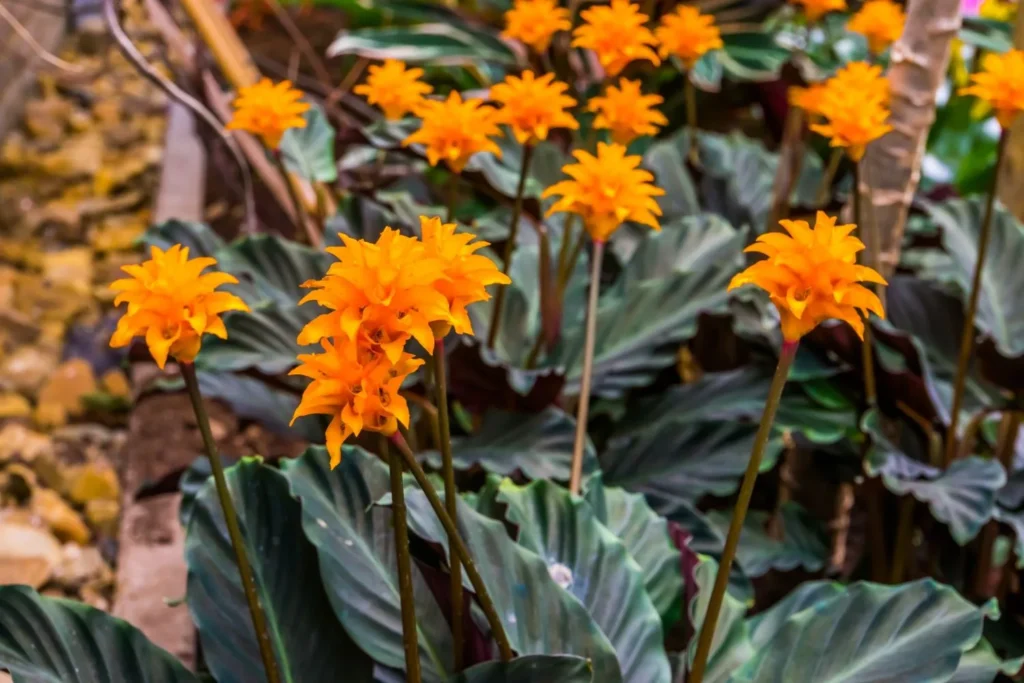 Calathea Crocata (Eternal Flame Plant)