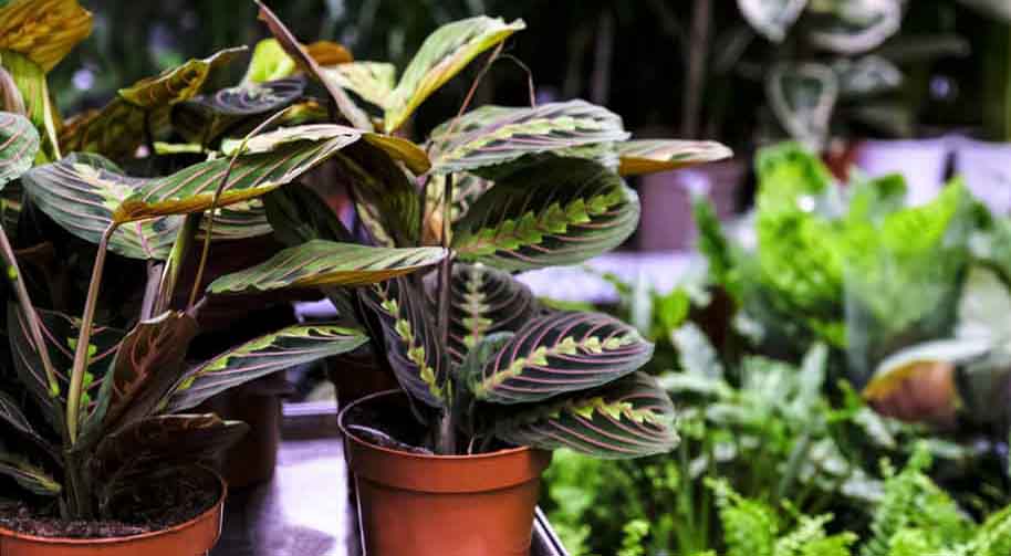 Calathea Fasciata or Goeppertia Fasciata