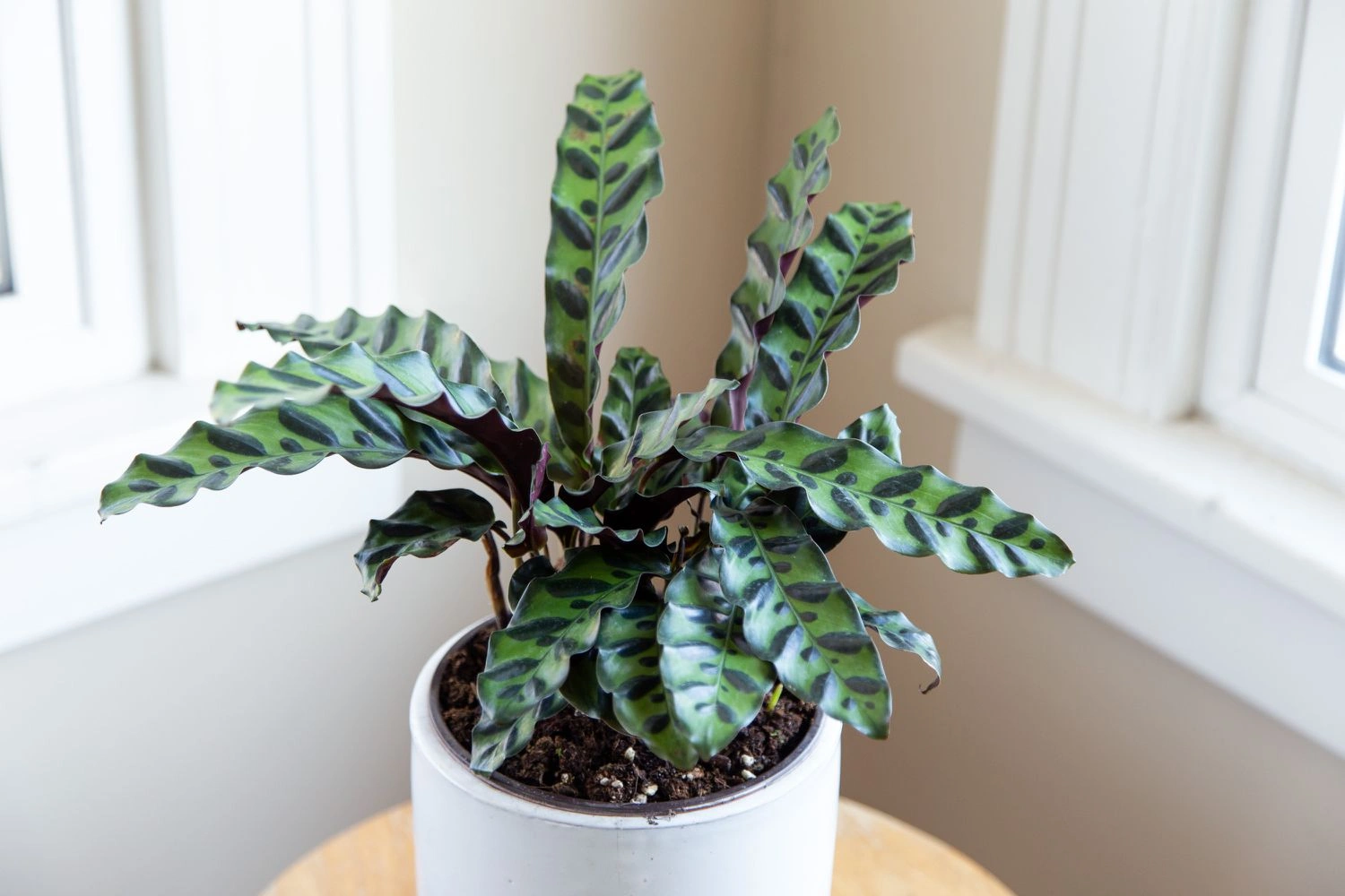 Calathea Lancifolia